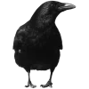 🐦‍⬛