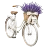 🪻