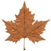 🍁