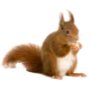 🐿️