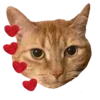 🐱