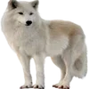 🐺