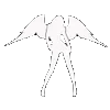 🕊️