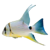 🐠