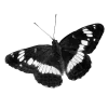 🦋