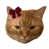 🐱