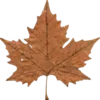 🍁