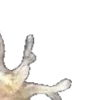 🪸