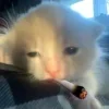 🚬