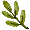 🌿
