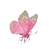 🦋
