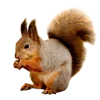 🐿️