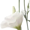 🌷
