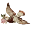 🕊️