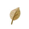 🍂