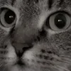🐈‍⬛