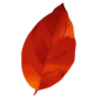 🍂