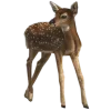 🦌