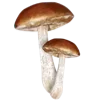 🍄