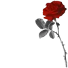 🌹