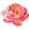 🌺