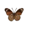 🦋