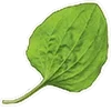 🍃