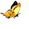 🦋