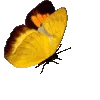 🦋