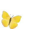 🦋