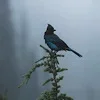 🐦‍⬛