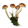 🍄