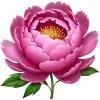 🌺