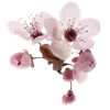 🌸