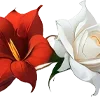 🌺