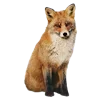 🦊