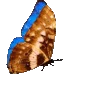 🦋