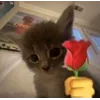 🌹