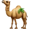 🐪