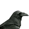 🐦‍⬛️