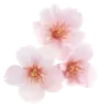 🌸