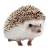 🦔