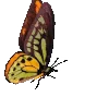🦋
