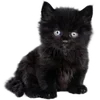 🐱