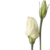 🌷