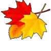 🍁