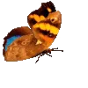 🦋