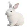🐇