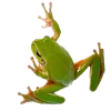 🐸