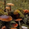 🍄